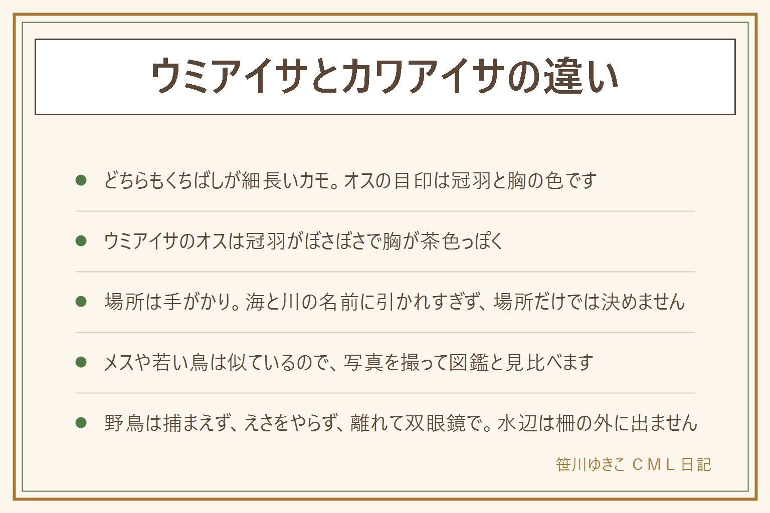 ウミアイサとカワアイサの違いの早見表:どちらもくちばしが細長いカモのなかま。オスの目印は冠羽と胸の色。ウミアイサのオスは冠羽がぼさぼさと目立ち、胸が茶色っぽい。カワアイサのオスは頭が黒っぽい緑で胸が白く、冠羽は目立たない。ウミアイサは海、カワアイサは川や湖で見ることが多いが、場所だけでは決めない。メスや若い鳥は似ているので、写真を撮って図鑑と見比べる。野鳥は捕まえない、えさをやらない、離れて双眼鏡で静かに見る。水辺は柵の外に出ない、子どもは大人と一緒
