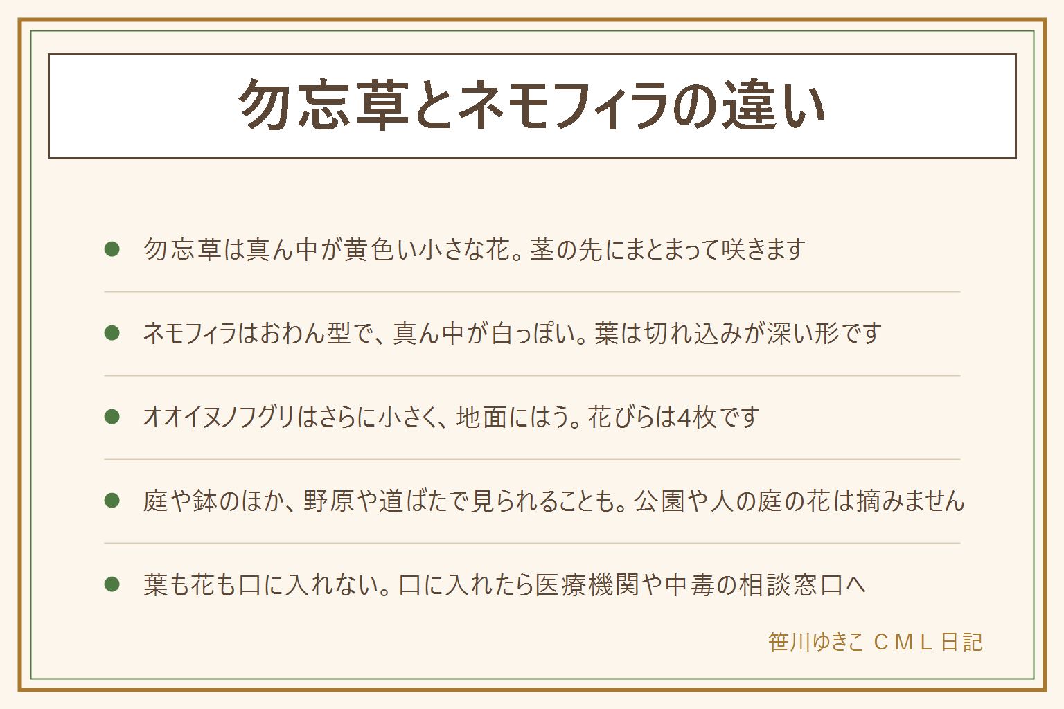 勿忘草とネモフィラの違いの早見表:勿忘草は真ん中が黄色い小さな花が茎の先にまとまって咲き、葉は細長くやや毛がある。ネモフィラはおわん型に広がり真ん中が白っぽく、葉は切れ込みが深い。オオイヌノフグリはさらに小さく地面にはうように咲き、花びらは4枚で丸みのある葉。庭や鉢のほか野原や道ばたでも見られることがあり、公園や人の庭の花は摘まない。匂いの感じ方には差がある。葉も花も子どもとペットの口に入れない