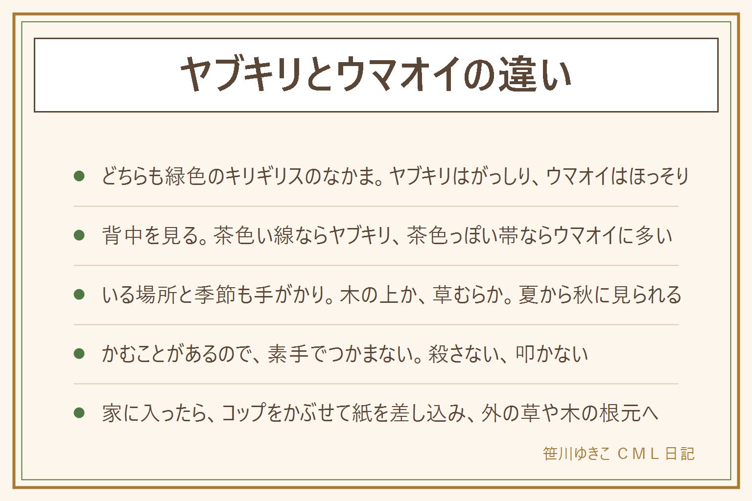 ヤブキリとウマオイの違いの早見表:どちらも緑色のキリギリスのなかま。ヤブキリは体つきががっしりして頭が大きめ、背中に茶色い線が入ることが多く、林のふちや木の上など高めの所にいる。ウマオイはほっそりして脚と翅が長く、背中が茶色っぽい帯になり、草むらや低い木にいて、スイッチョンと聞こえると言われる。夏から秋に見られる。かむことがあるので素手でつかまず、殺さず叩かない。家に入ったらコップをかぶせて下に紙を差し込み、外の草や木の根元へ放す。犬や猫、子どもは虫に近づけず、公園の虫は持ち帰らない