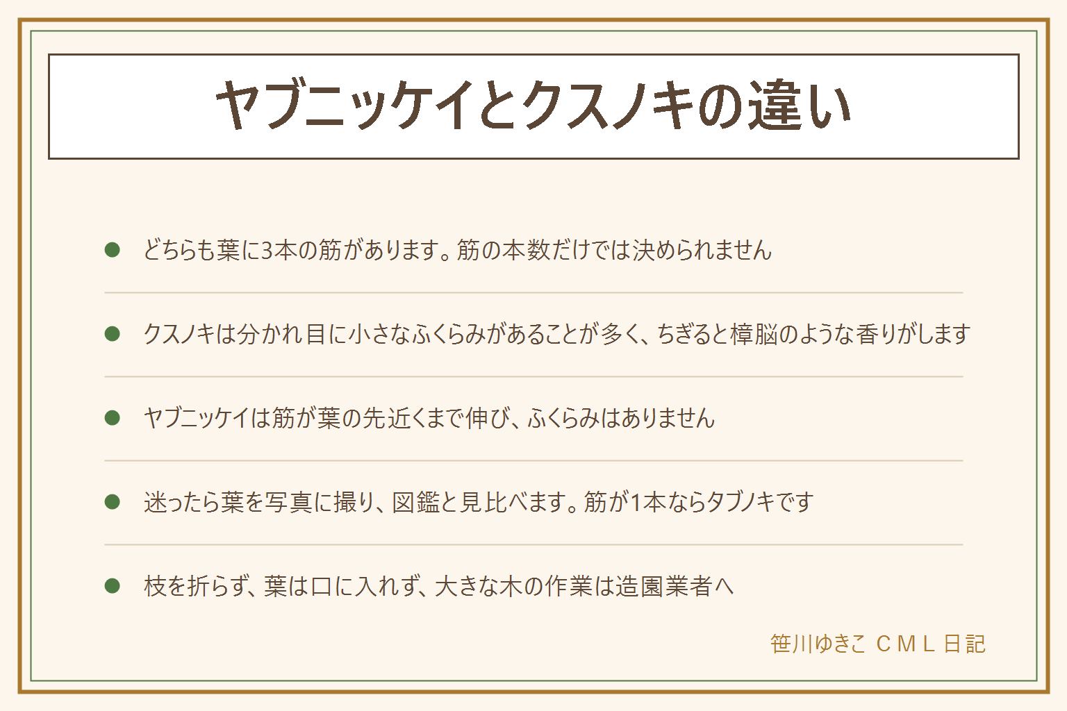 ヤブニッケイとクスノキの違いの早見表:どちらも葉に目立つ3本の筋がある。クスノキは筋の分かれ目に小さなふくらみ(ダニ部屋と呼ばれる)があることが多く、葉をちぎると樟脳のような香りがする。ヤブニッケイは3本の筋が葉の先近くまで伸び、ふくらみはない。香りは落ちている葉で確かめ、枝は折らない。葉は口に入れない。筋が1本ならタブノキの手がかり。迷ったら葉を写真に撮って図鑑と見比べる。大きな木の作業は造園業者へ