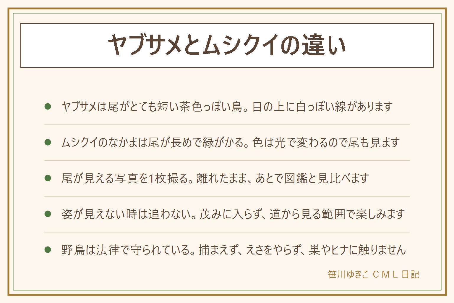 ヤブサメとムシクイの違いの早見表:ヤブサメはとても小さく、尾がとても短くて体が丸く見える茶色っぽい鳥で、目の上に白っぽい眉のような線がある。ムシクイのなかまはヤブサメより尾が長く、全体が緑がかって見えることが多い。いちばん確かめやすいのは尾の長さで、尾が見える写真を離れたまま1枚撮り、図鑑と見比べる。姿が見えない時は茂みに入らず無理に追わない。野鳥は法律で守られているので、捕まえない、飼わない、えさ(パンを含む)をやらない、巣やヒナに触らない、巣箱やえさ台をかけない。林道から外れず、私有地や立入禁止の場所に入らず、子どもは大人と一緒に、犬は放さない