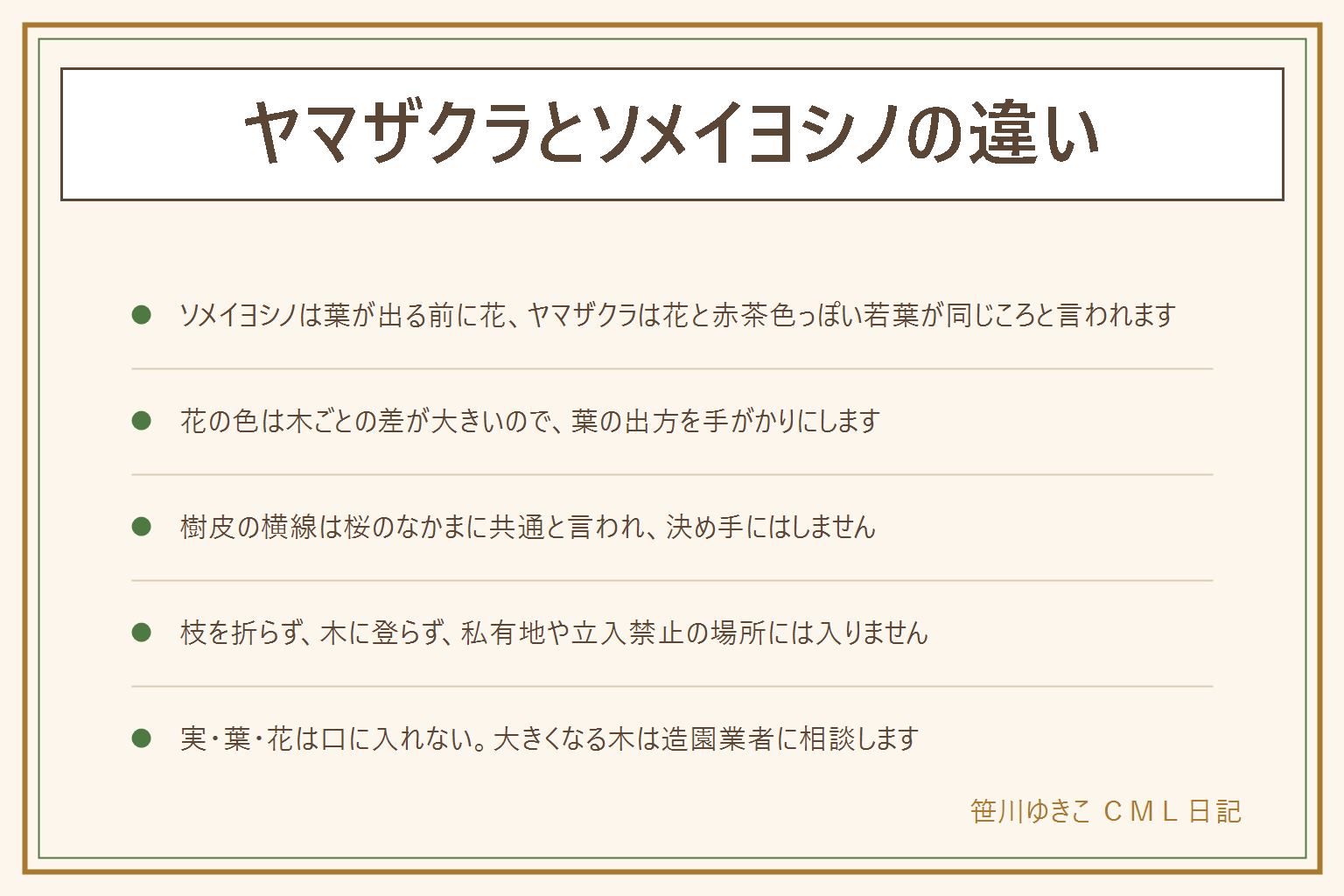 ヤマザクラとソメイヨシノの違いの早見表:ソメイヨシノは葉が出る前に花が咲き木全体が花の色に見える。ヤマザクラは花と同じころに赤茶色っぽい若い葉が出るのが目印と言われる。花の色や咲く時期は木ごとの差が大きいので葉の出方を見る。樹皮の横にのびる線は桜のなかまに共通と言われ決め手にしない。迷ったら花と葉と樹皮を写真に残して図鑑と見比べる。枝を折らない、花を摘まない、木に登らない、私有地や立入禁止の場所に入らない。実・葉・花は口に入れない。庭に植えるなら大きくなる木で、高所は造園業者へ。毛虫は素手で触らない