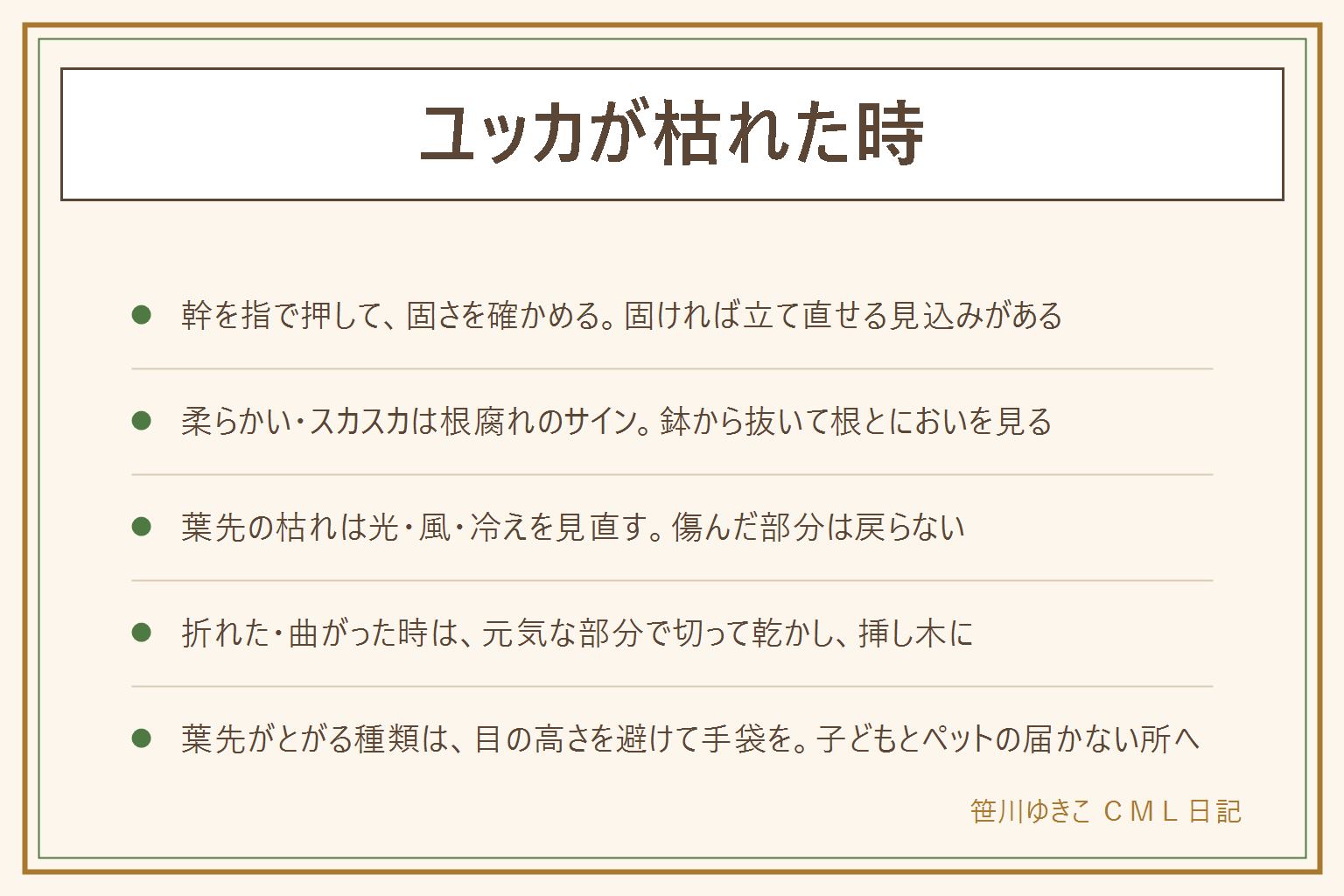 ユッカが枯れた時の早見表:幹を指で押して固いか確かめる。固くて張りがあれば立て直せる見込み、へこむ・スカスカ・軽いなら根腐れのサイン。株元のにおいや鉢から抜いた根の色も見る。傷んだ根は清潔なはさみで取り除き、水はけのよい土と穴のあいた鉢に植え直す。葉先の枯れは光不足、急な強い光、エアコンの風、冬の冷えを見直す。折れた・曲がった時は元気な部分で切り、切り口を乾かして乾いた土に植える。花が咲いた後は咲き終わった花を取り、花茎を付け根近くで切る。葉先がとがる種類は目の高さを避け、手袋をして、子どもとペットの届かない所に置く