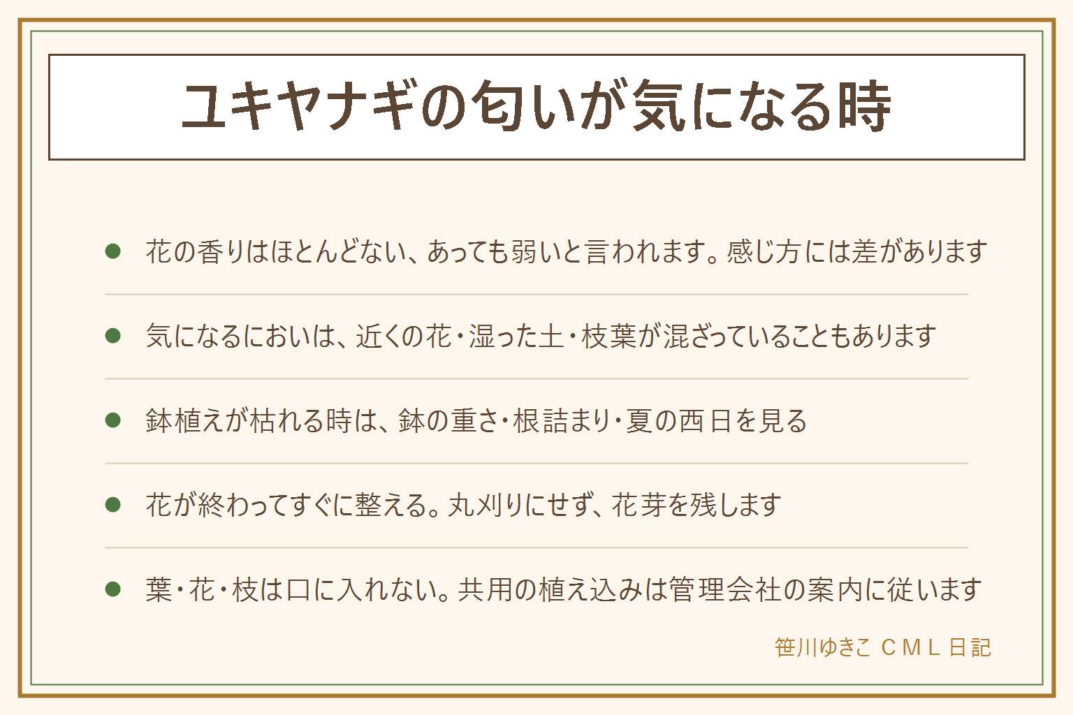 ユキヤナギの匂いが気になる時の早見表:花の香りはほとんどない、あっても弱いと言われ、感じ方には差がある。気になるにおいは近くの別の花、湿った土、枝葉が混ざっていることがある。決めつけて枝を切らない。枯れる時は鉢植えなら水切れ、根詰まり、夏の西日を見る。鉢は持ち上げた重さで水やりを決め、鉢底から流れるまで与えて受け皿の水は捨てる。葉が縮れる時は乾きと強い風を見る。花が終わってすぐに混んだ枝を手の届く範囲で整え、丸刈りにしない。コデマリは花が丸く集まる。葉と花と枝は口に入れず、子どもとペットの届かない所へ。共用の植え込みは管理会社へ